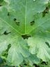 Heaume vert