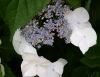 la reine h